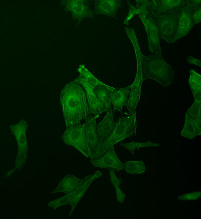 ZEISS Primovert omkeermicroscoop - Afbeelding 8