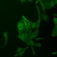Fluorescence_U2OS-cells_GFP_Primovert_2