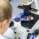 cell-line_Primo-Vert_routine-check